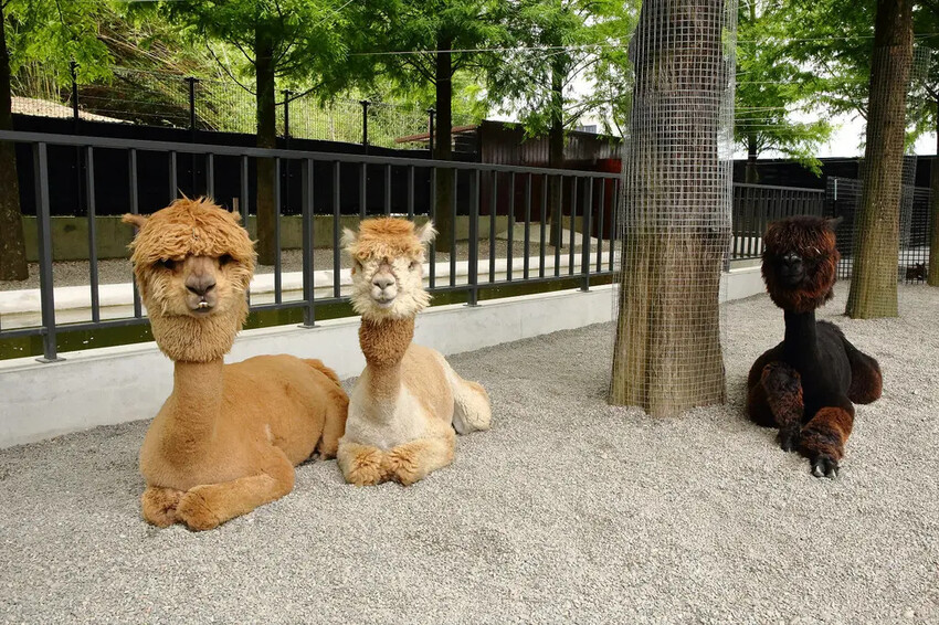 張美阿嬤農場2.0版,宜蘭全新萌寵景觀餐廳【樹懶餐廳】,玻璃 張美阿嬤農場2.0版,宜蘭全新萌寵景觀餐廳【樹懶餐廳】,玻璃