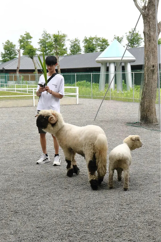 張美阿嬤農場2.0版,宜蘭全新萌寵景觀餐廳【樹懶餐廳】,玻璃 張美阿嬤農場2.0版,宜蘭全新萌寵景觀餐廳【樹懶餐廳】,玻璃