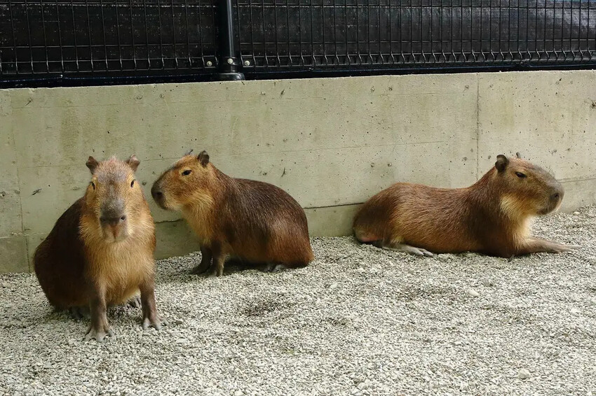 張美阿嬤農場2.0版,宜蘭全新萌寵景觀餐廳【樹懶餐廳】,玻璃 張美阿嬤農場2.0版,宜蘭全新萌寵景觀餐廳【樹懶餐廳】,玻璃