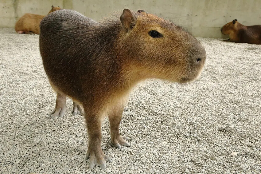 張美阿嬤農場2.0版,宜蘭全新萌寵景觀餐廳【樹懶餐廳】,玻璃 張美阿嬤農場2.0版,宜蘭全新萌寵景觀餐廳【樹懶餐廳】,玻璃