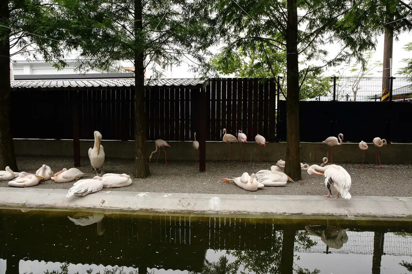 張美阿嬤農場2.0版,宜蘭全新萌寵景觀餐廳【樹懶餐廳】,玻璃 張美阿嬤農場2.0版,宜蘭全新萌寵景觀餐廳【樹懶餐廳】,玻璃