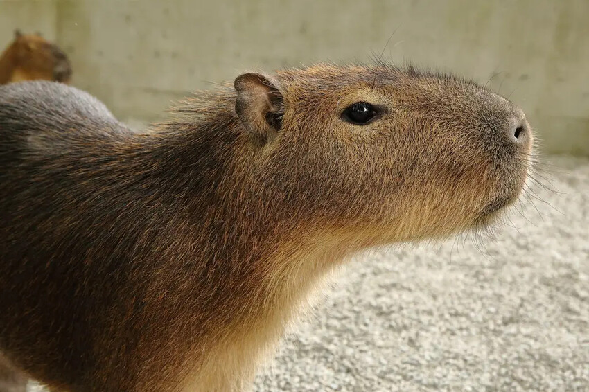張美阿嬤農場2.0版,宜蘭全新萌寵景觀餐廳【樹懶餐廳】,玻璃 張美阿嬤農場2.0版,宜蘭全新萌寵景觀餐廳【樹懶餐廳】,玻璃