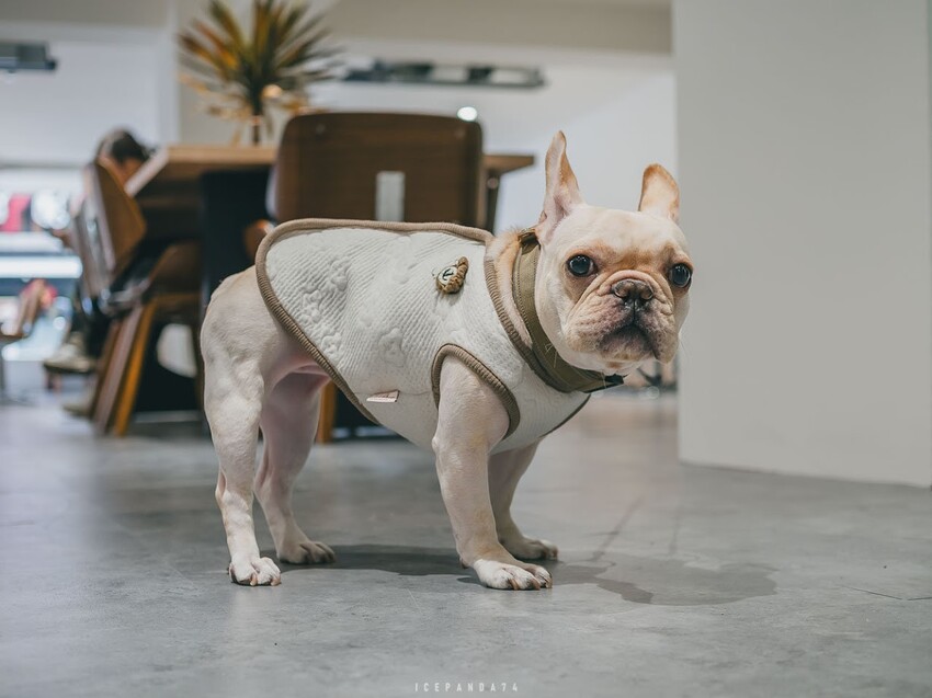 At.First More 早寓:全新升級的美味早午餐與親子寵物友善空間