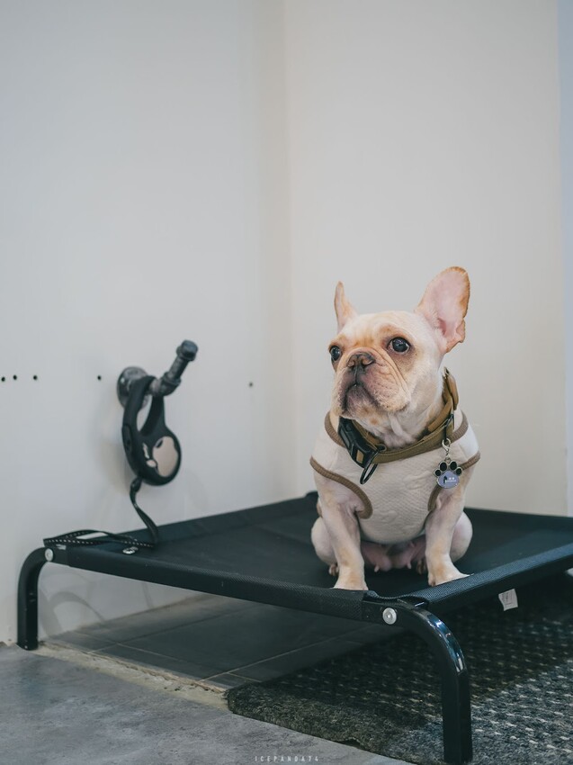 At.First More 早寓:全新升級的美味早午餐與親子寵物友善空間