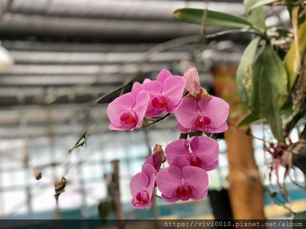 金車蘭花園_200608_0027.jpg 金車蘭花園_200608_0027.jpg