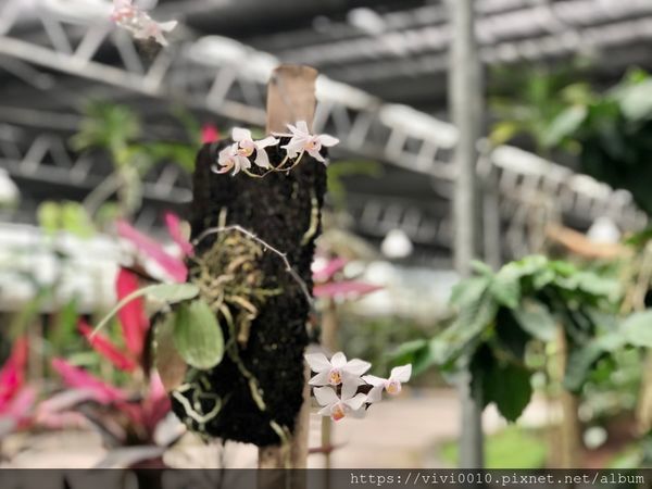 金車蘭花園_200608_0026.jpg 金車蘭花園_200608_0026.jpg