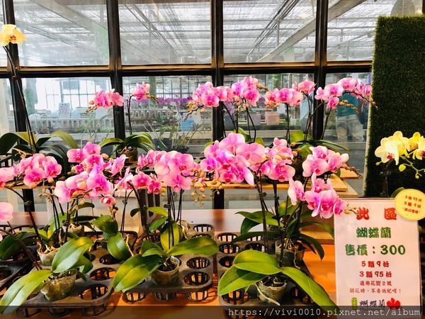 金車蘭花園_200608_0037.jpg 金車蘭花園_200608_0037.jpg