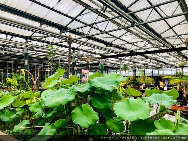 金車蘭花園_200608_0019.jpg 金車蘭花園_200608_0019.jpg