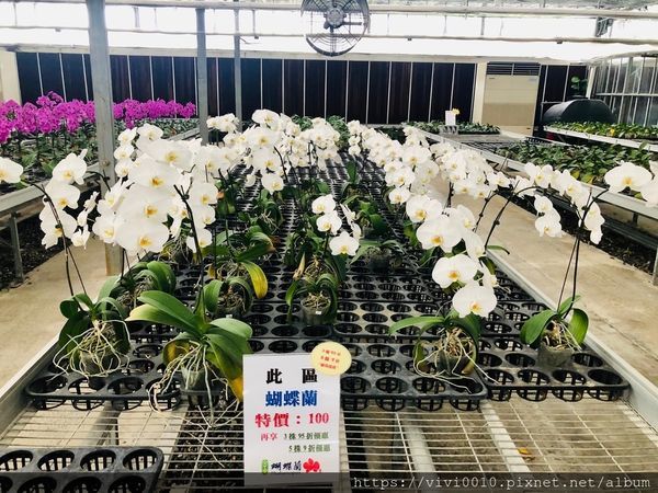 金車蘭花園_200608_0035.jpg 金車蘭花園_200608_0035.jpg