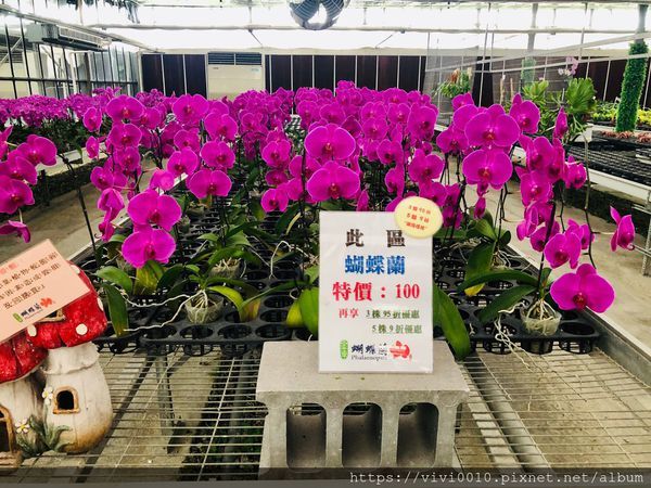 金車蘭花園_200608_0034.jpg 金車蘭花園_200608_0034.jpg