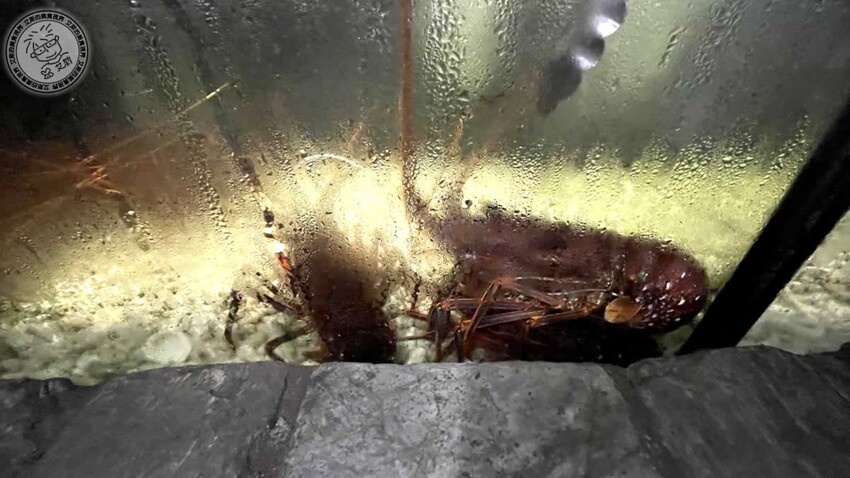 台北中山區鐵板燒!御-A Teppanyaki 鐵板燒活龍蝦超彈牙,免費卡拉OK唱到飽。