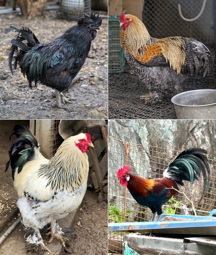 觀音山必吃平價土雞城「綠野山莊花園餐廳」,高雄大社在地30年老字號,鐵道送餐服務超級酷!雞肉料理多達30種選擇,聚餐首選推薦! - 阿華田的美食日記