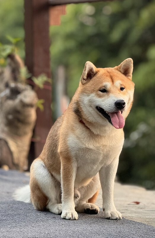 桃園市龜山區秘境咖啡【霖咖啡 lincafe’】絕美夕陽風景配美食