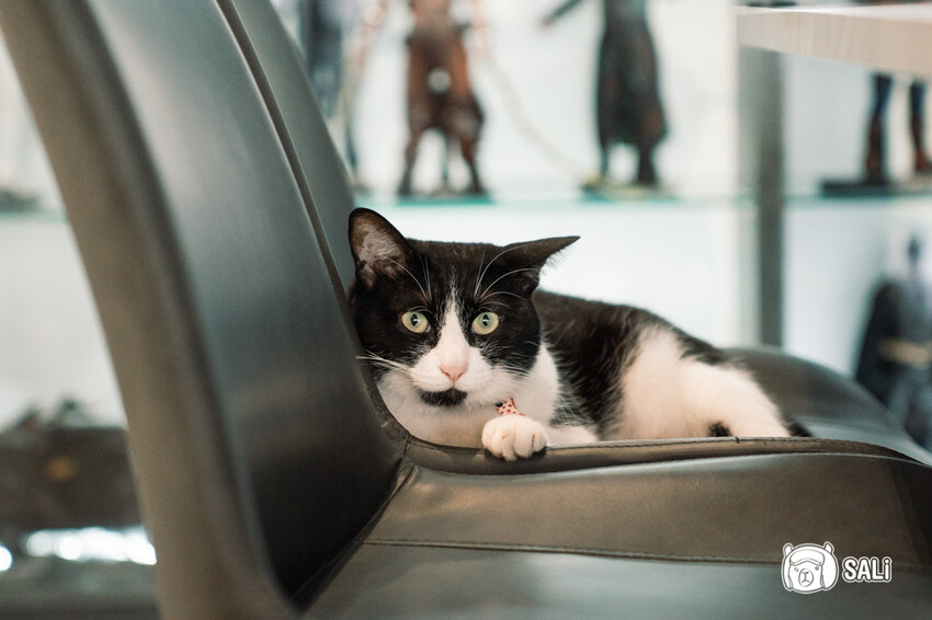 義YUAN｜台中太平義式料理推薦，超人氣貓店長，好吃CP值高到想私藏 - 莎笠，小日子