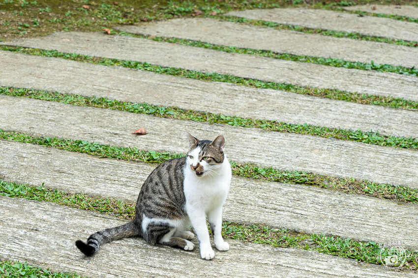 桃園大溪包場莊園推薦,百吉星墅超好拍,求婚烤肉包場首選。