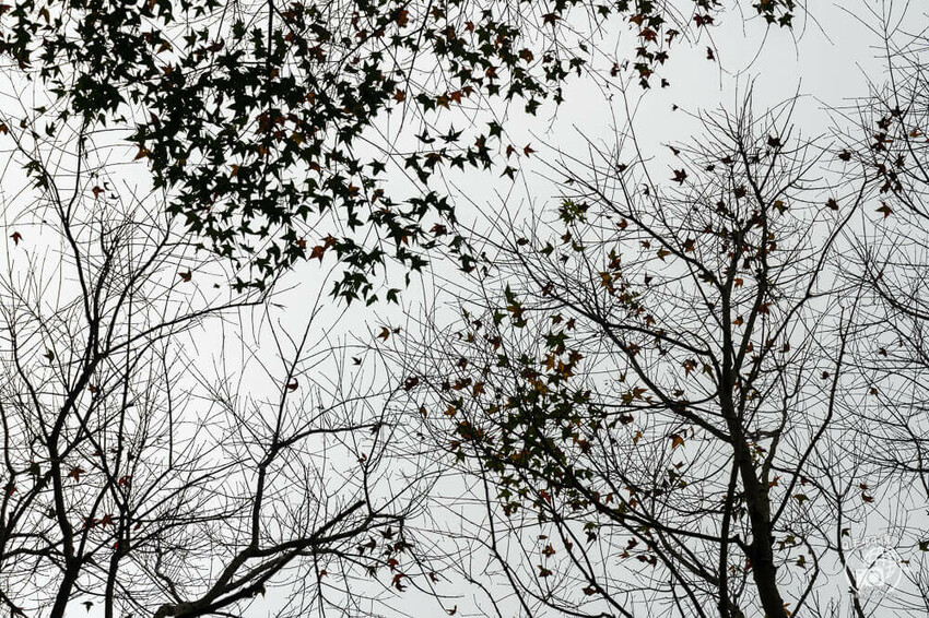 桃園大溪包場莊園推薦,百吉星墅超好拍,求婚烤肉包場首選。