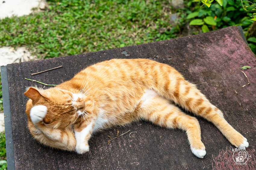 桃園大溪包場莊園推薦,百吉星墅超好拍,求婚烤肉包場首選。