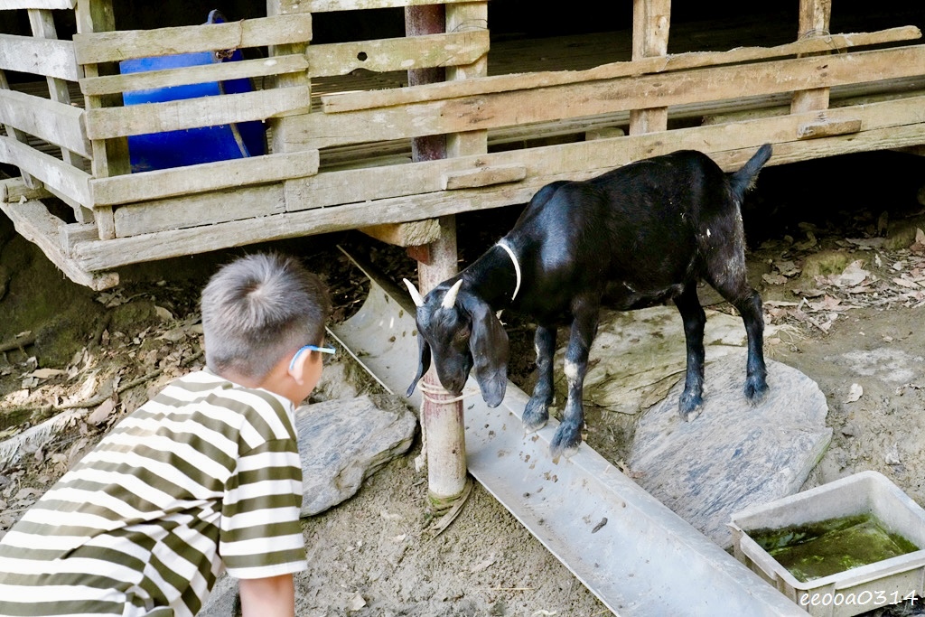 台南龍崎美食|王家燻羊肉,隱身山中的在地老味道,古法燻羊肉香 台南龍崎美食|王家燻羊肉,隱身山中的在地老味道,古法燻羊肉香