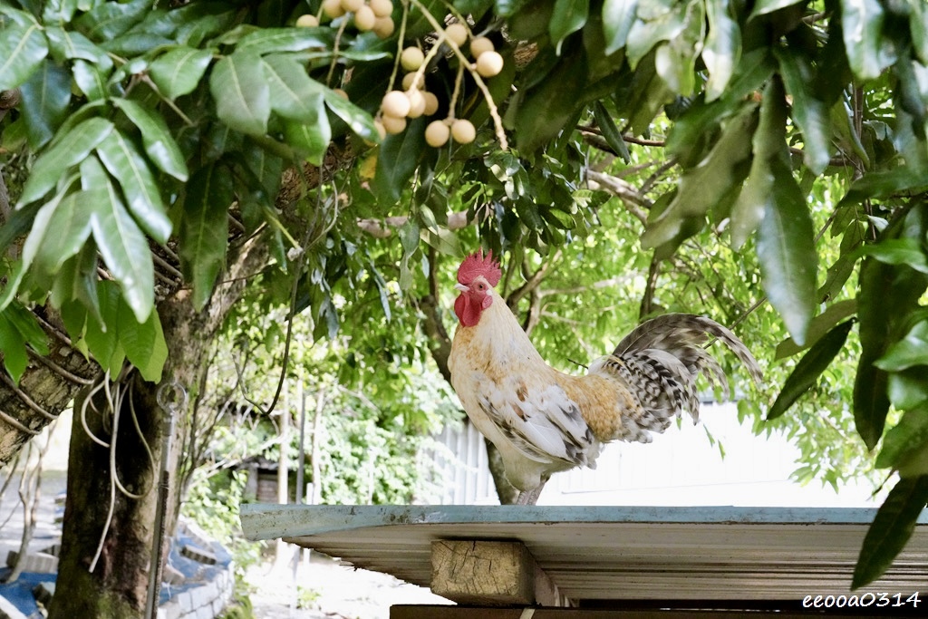 台南龍崎美食|王家燻羊肉,隱身山中的在地老味道,古法燻羊肉香 台南龍崎美食|王家燻羊肉,隱身山中的在地老味道,古法燻羊肉香