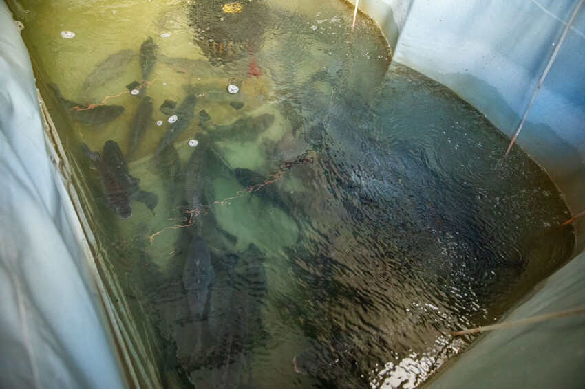 彰化鹿港美食推薦,吃貨漁夫烤魚大份又平價,花椒烤魚只要279元。