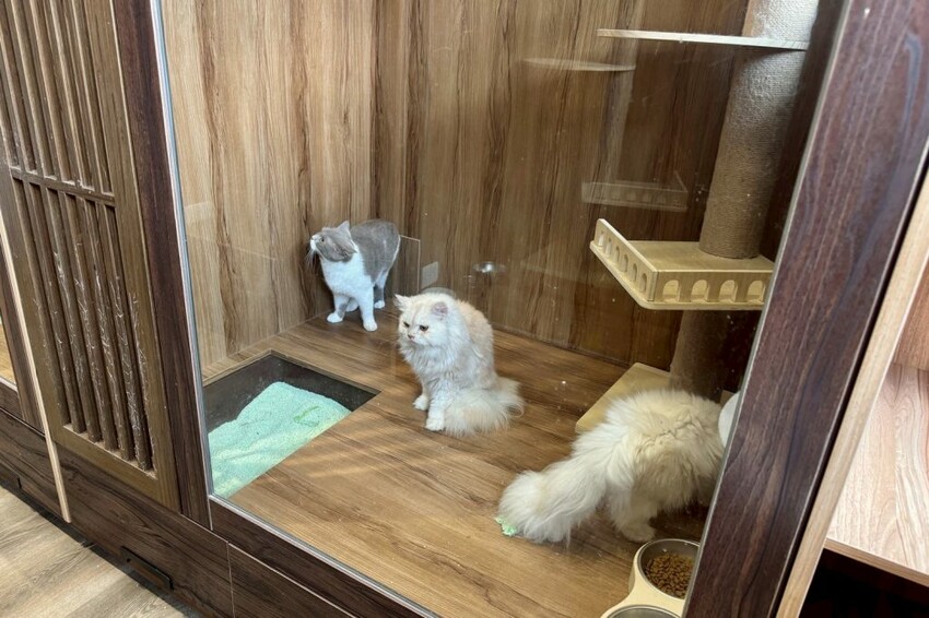 12街貓屋｜勤美新開幕日系貓咪咖啡廳，夢幻水果優格火鍋打造甜蜜下午茶! - 肉依小姐吃什麼