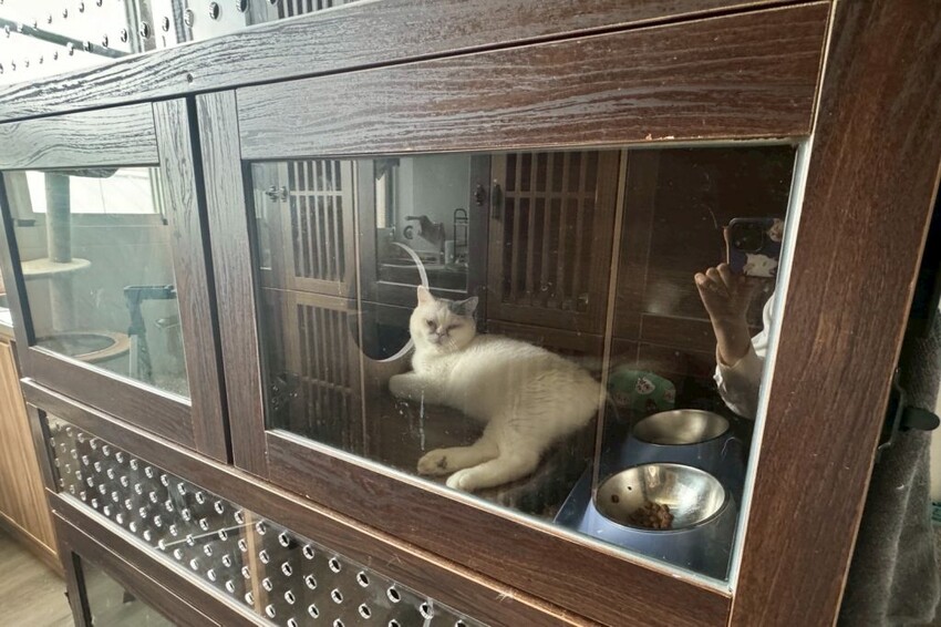 12街貓屋｜勤美新開幕日系貓咪咖啡廳，夢幻水果優格火鍋打造甜蜜下午茶! - 肉依小姐吃什麼