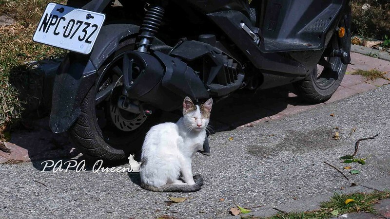 台中早午餐推薦！木質系Gohome食研室，必點義大利麵 早餐盤超滿足。