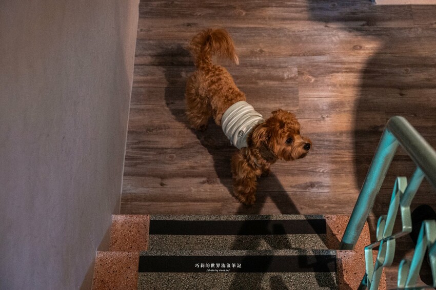 台南包棟民宿推薦｜台南寵物友善民宿『樹舍開山館』