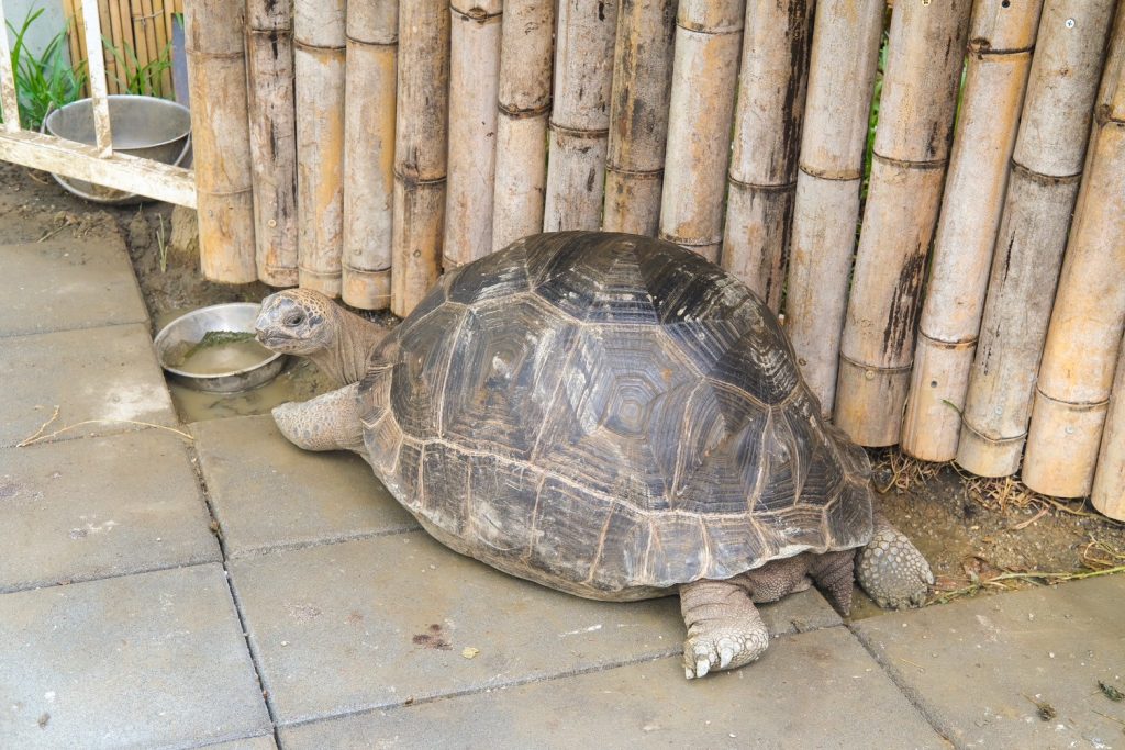 苗栗頭份新開幕!正宗馬來西亞料理 來馬食光,沁涼巨無霸南洋刨冰推薦。