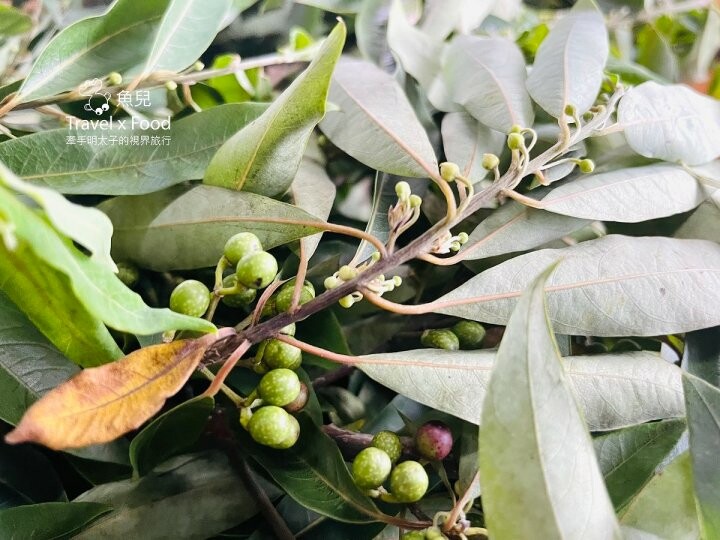 桃園大溪-田中央galato義式冰淇淋、咖啡、餐