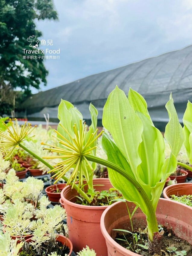 桃園大溪-田中央galato義式冰淇淋、咖啡、餐