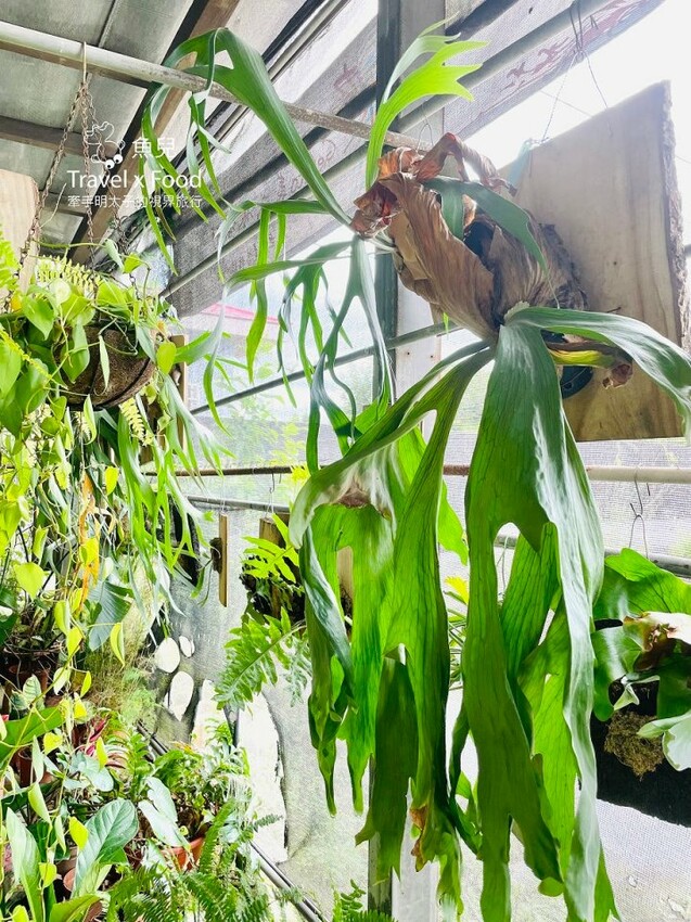 桃園大溪-田中央galato義式冰淇淋、咖啡、餐