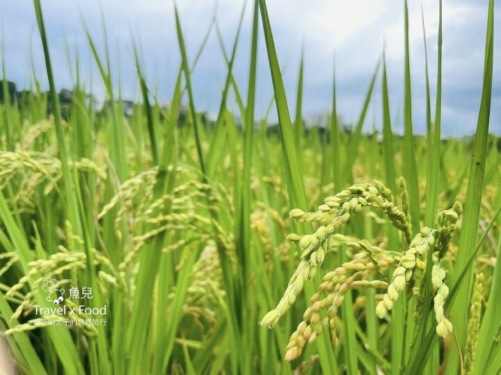桃園大溪-田中央galato義式冰淇淋、咖啡、餐