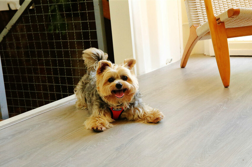 桃園龜山狗狗專屬樂園再+1！【Nose.Y Café 】林口