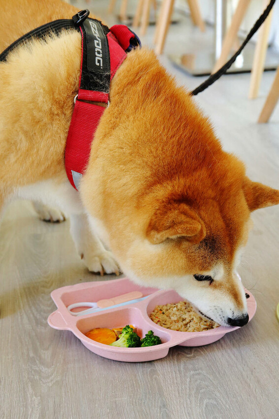 桃園龜山狗狗專屬樂園再+1！【Nose.Y Café 】林口