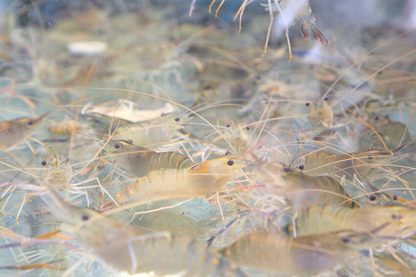 高雄燒肉吃到飽！野饌燒肉楠梓店，現撈活泰國蝦 頂級和牛吃到飽。