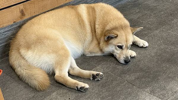 IMG_9236 (1).jpg IMG_9236 (1).jpg