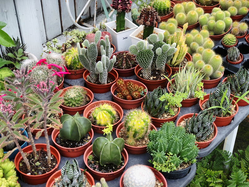 城市裡的療癒綠洲 內湖秘境咖啡廳綠光花園 捷運港墘站咖啡廳推薦 – Maji食尚旅圖