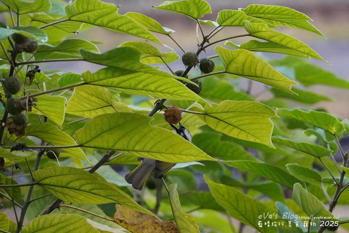 梨幸日和 高雄岡山民宿推薦|近捷運、火車站,舒適家庭房型空間寬敞