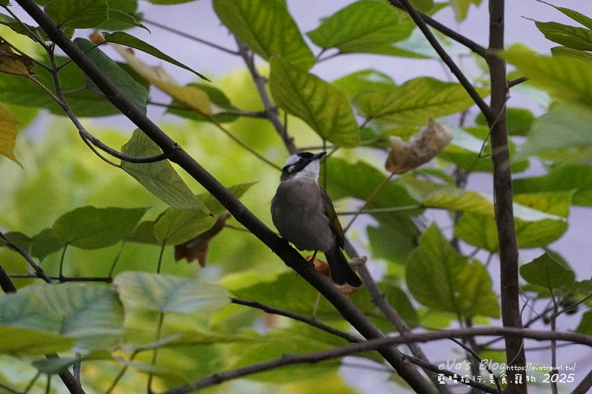 梨幸日和 高雄岡山民宿推薦|近捷運、火車站,舒適家庭房型空間寬敞