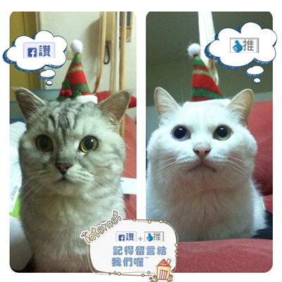 台中下午茶推薦！ 民主豆花必吃特色麻薏粉粿、蜂蜜菊花湯頭吃法。