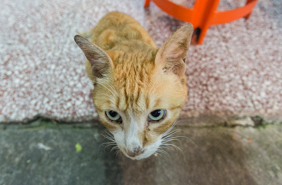 高雄美食宵夜推薦！鹽埕新樂街大胖豬油拌麵，連三屆500碗傳奇。