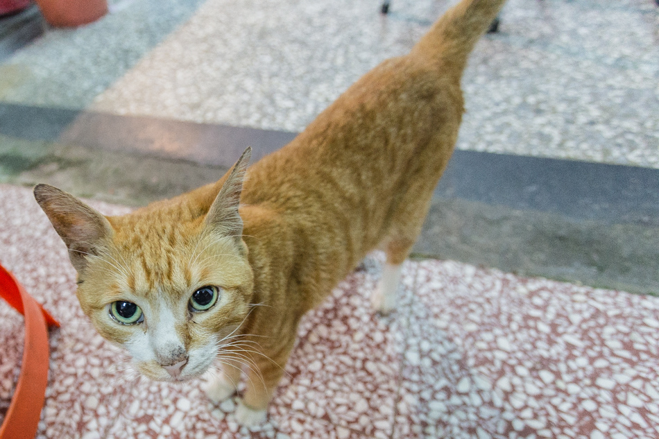 高雄美食宵夜推薦！鹽埕新樂街大胖豬油拌麵，連三屆500碗傳奇。