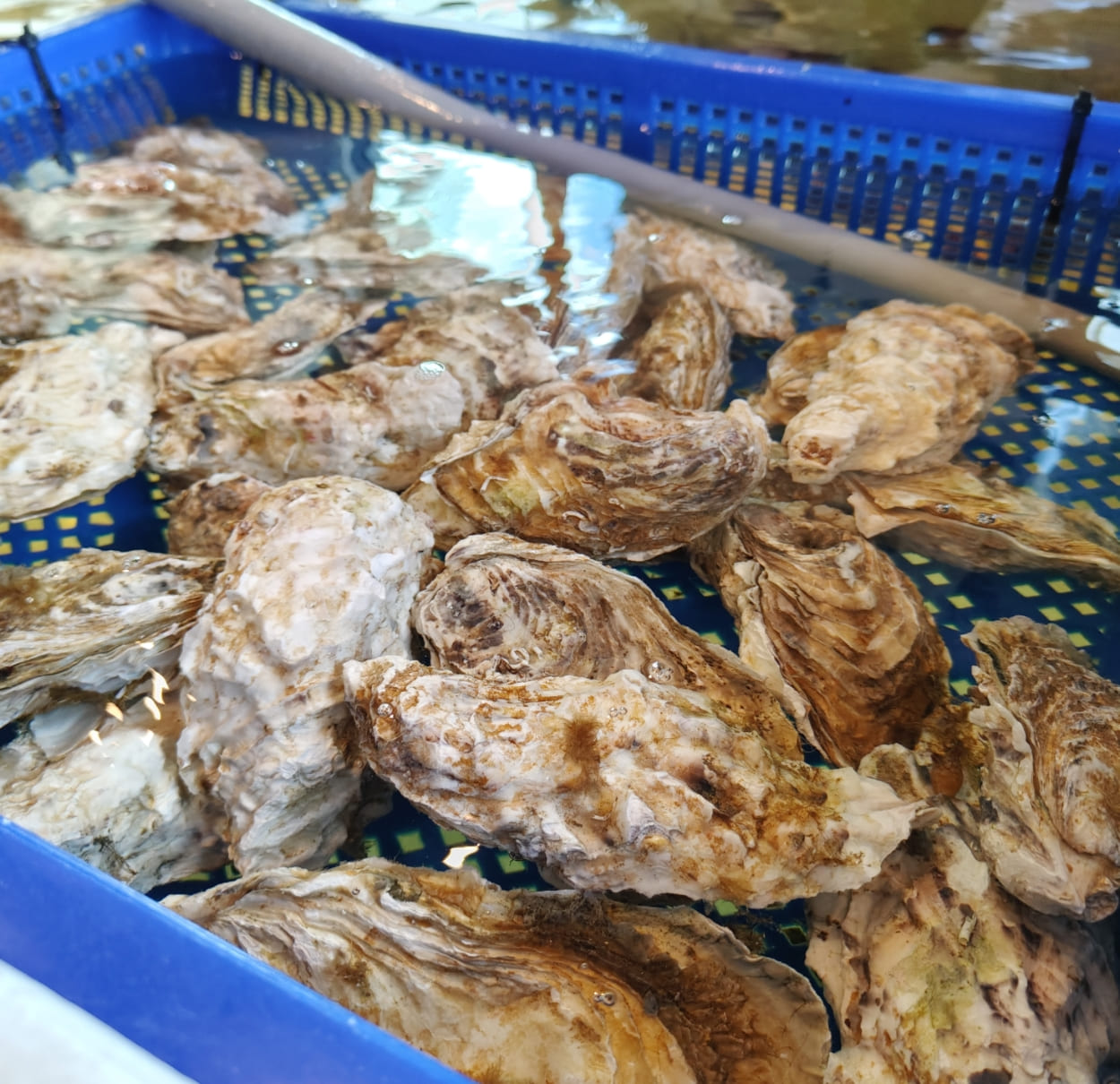 【宗初水產】竹北活體海鮮＋免費代切，冷凍宅配零煩惱！