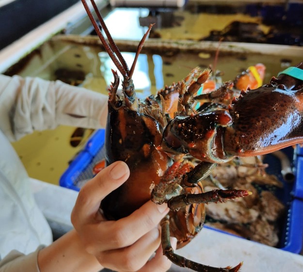 【宗初水產】竹北活體海鮮＋免費代切，冷凍宅配零煩惱！