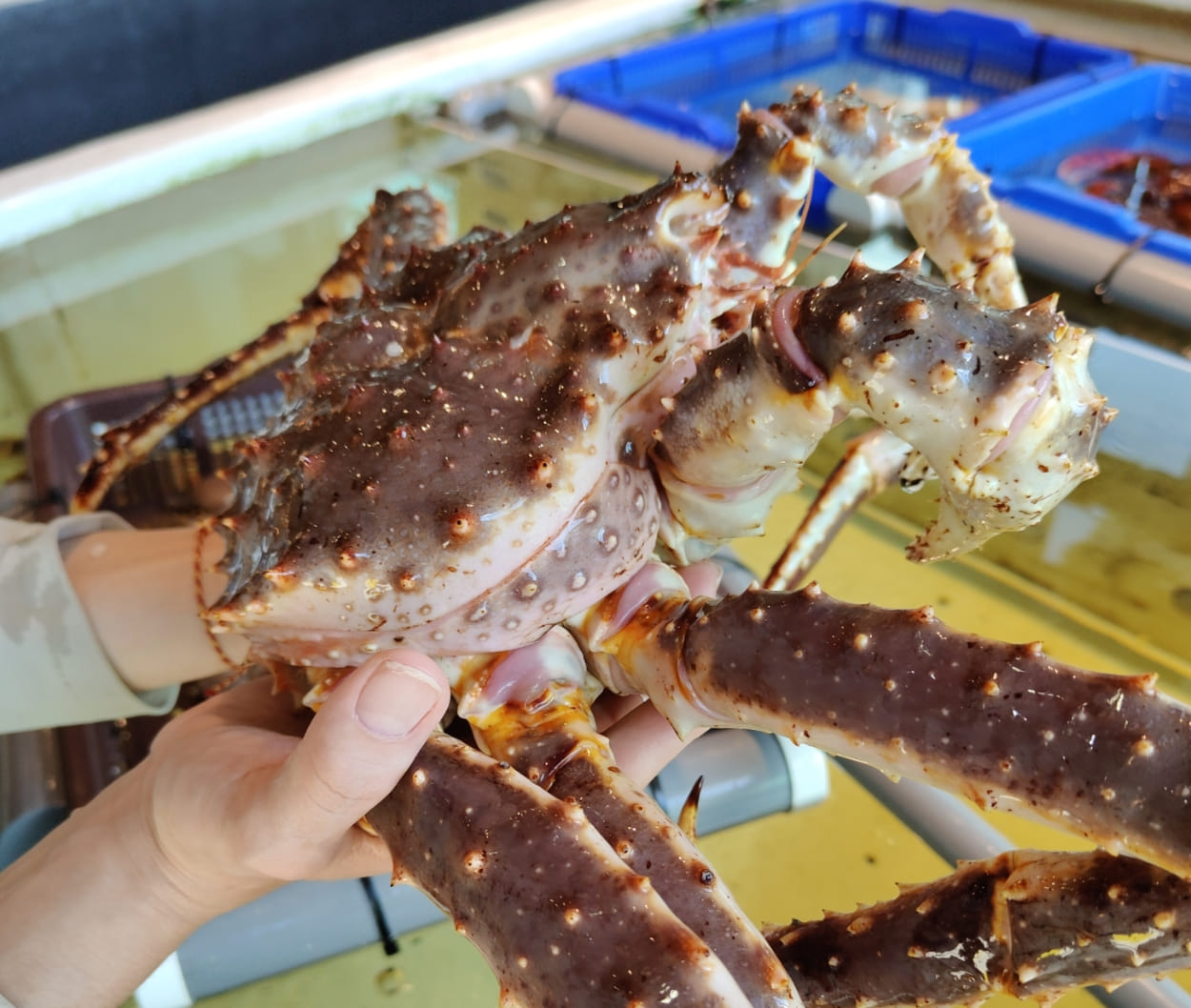 【宗初水產】竹北活體海鮮＋免費代切，冷凍宅配零煩惱！