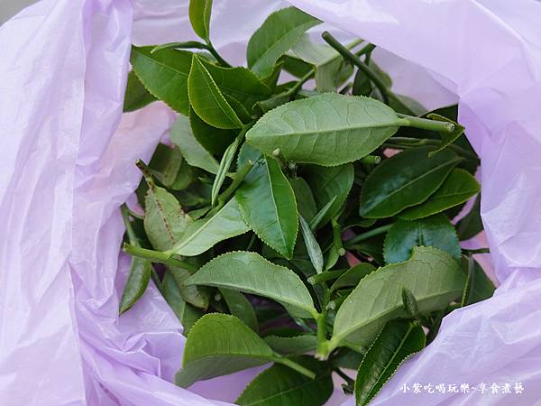 文山農場採茶體驗 (1).jpg