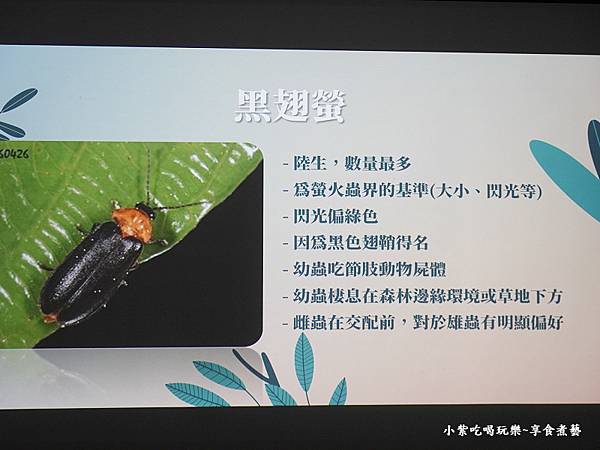 黑翅螢介紹-文山農場.jpg