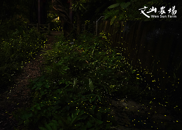 文山農場官網拍攝的螢火蟲 (3).png