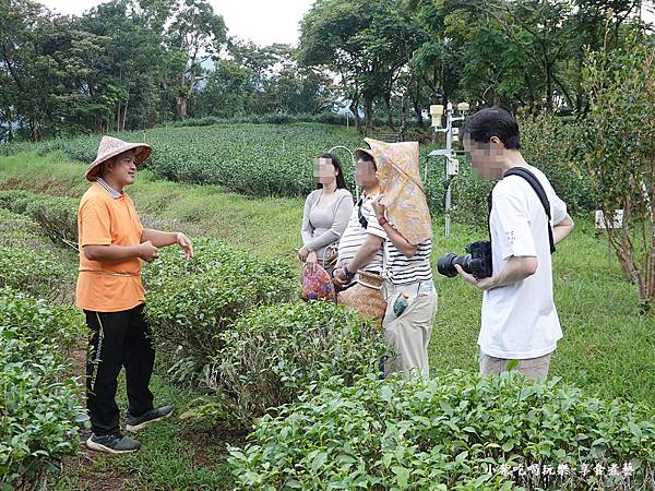 文山農場採茶體驗 (4).jpg